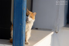 Amorg_Kat_008
