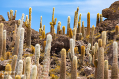 BOL_Uyuni_008