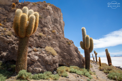 BOL_Uyuni_010