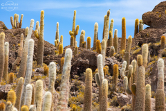 BOL_Uyuni_014