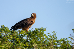 BOT_Makagadikgadi_001