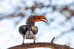 BOT_Makagadikgadi_005