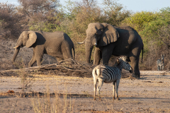 BOT_Makagadikgadi_006