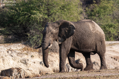 BOT_Makagadikgadi_008