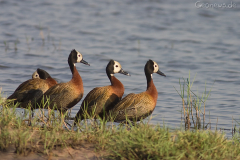 mor04