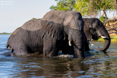 BOT_Chobe_003