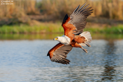 BOT_Chobe_004