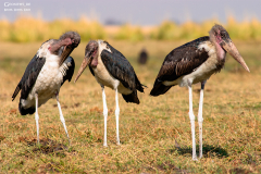 BOT_Chobe_005