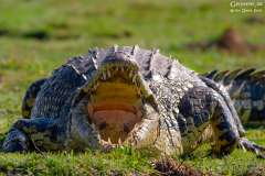 BOT_Chobe_006