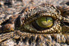 BOT_Chobe_007