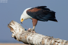 BOT_Chobe_008