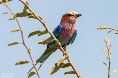 BOT_Chobe_009