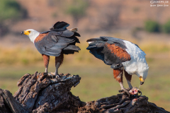 BOT_Chobe_010
