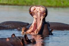 BOT_Chobe_011