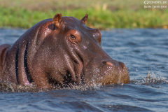 BOT_Chobe_012