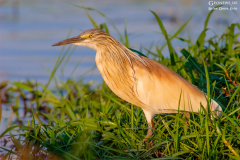 BOT_Chobe_013