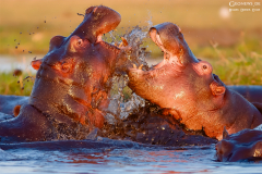 BOT_Chobe_014