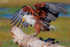 BOT_Chobe_015