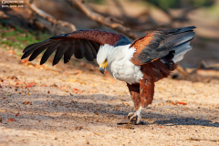 BOT_Chobe_016