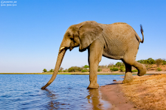 BOT_Chobe_017