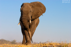 BOT_Chobe_018