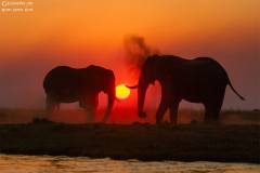 BOT_Chobe_019