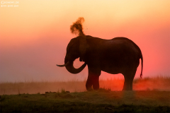 BOT_Chobe_020
