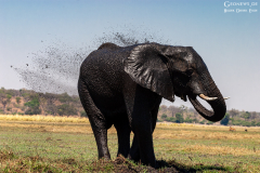 BOT_Chobe_022
