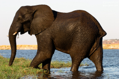 BOT_Chobe_023