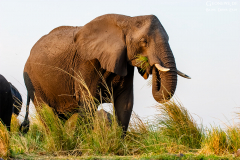BOT_Chobe_024