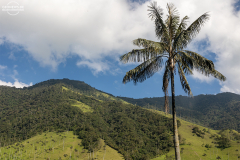 KOL_Cocora_003