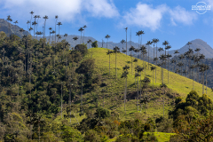 KOL_Cocora_004