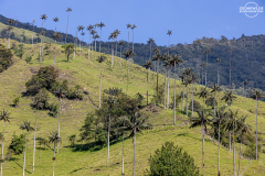 KOL_Cocora_005