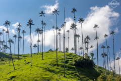KOL_Cocora_006