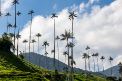 KOL_Cocora_007