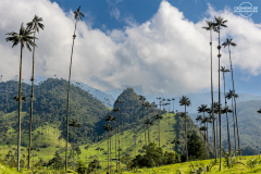 KOL_Cocora_008