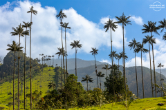 KOL_Cocora_009