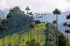 KOL_Cocora_010