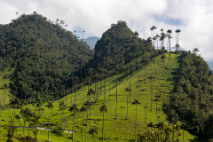 KOL_Cocora_011