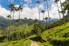 KOL_Cocora_012