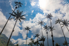 KOL_Cocora_013