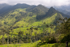 KOL_Cocora_014