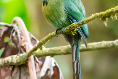 CR_Arenal_009