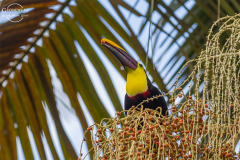 CR_Arenal_016