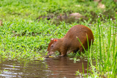 CR_Arenal_018
