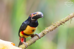 CR_Arenal_021