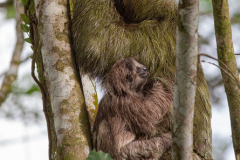 CR_Arenal_024
