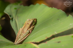 CR_Cahuita_005