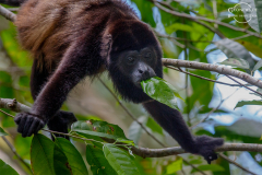 CR_Cahuita_007