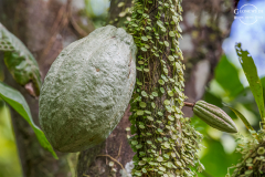 CR_Cahuita_008